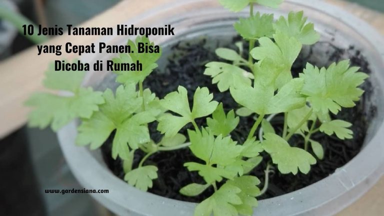 10 jenis tanaman hidroponik yang cepat panen dan bisa dicoba di rumah