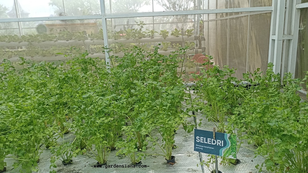 manfaat berkebun